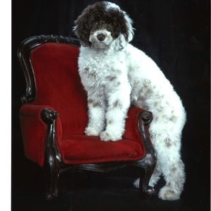 Meet your Posher, Moni!